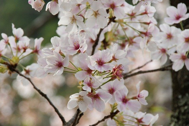 Muat turun percuma Cherry Blossoms Japan - foto atau gambar percuma untuk diedit dengan editor imej dalam talian GIMP