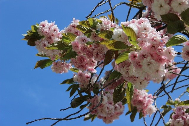 Free download Cherry Blossom Sky Blue -  free photo or picture to be edited with GIMP online image editor