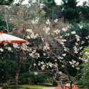 Cherry Blossoms on a Tree in Park  screen for extension Chrome web store in OffiDocs Chromium