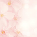 Cherry Blossoms on White  screen for extension Chrome web store in OffiDocs Chromium