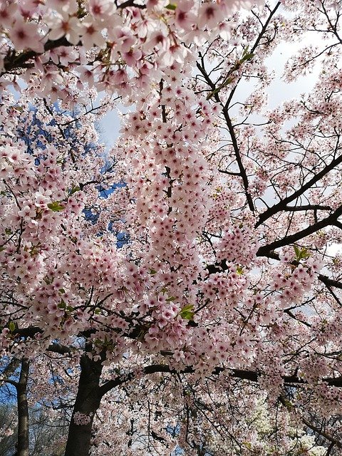 تنزيل Cherry Blossoms Pink Flowers - صورة مجانية أو صورة يتم تحريرها باستخدام محرر الصور عبر الإنترنت GIMP