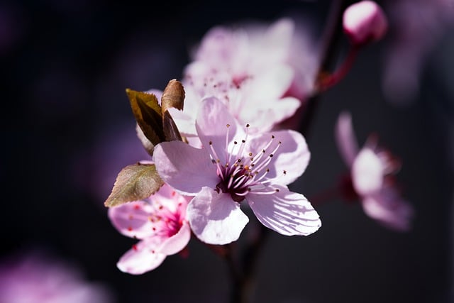 Free download cherry blossoms pink flowers sakura free picture to be edited with GIMP free online image editor