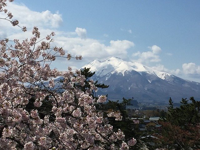 Free download Cherry Blossom Spring Hirosaki -  free photo or picture to be edited with GIMP online image editor