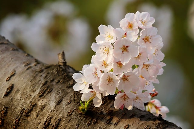 Free download cherry blossom spring nature free picture to be edited with GIMP free online image editor