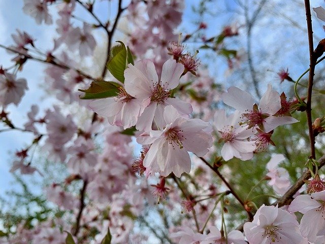 Free download Cherry Blossom Spring Pink -  free photo or picture to be edited with GIMP online image editor