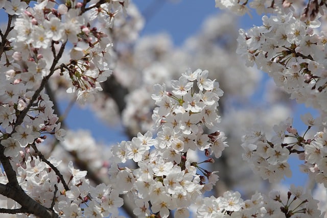 Free download cherry blossom spring sky free picture to be edited with GIMP free online image editor