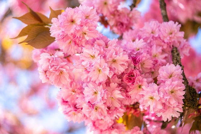 Téléchargement gratuit d'une image gratuite de fleurs de cerisier sakura à modifier avec l'éditeur d'images en ligne gratuit GIMP