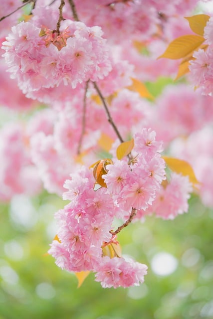 Free download cherry blossoms sakura flowers free picture to be edited with GIMP free online image editor