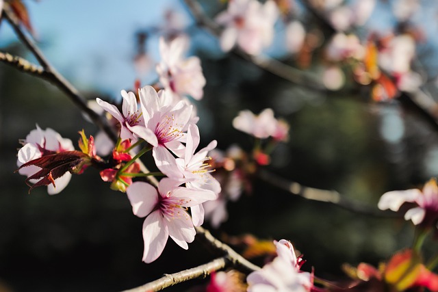 Free download cherry blossoms sakura pink flowers free picture to be edited with GIMP free online image editor