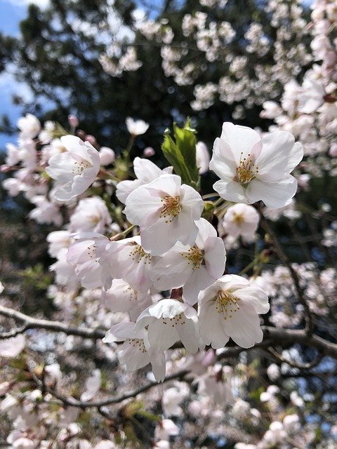 Téléchargement gratuit de fleurs de cerisier Sakura Spring - photo ou image gratuite à éditer avec l'éditeur d'images en ligne GIMP