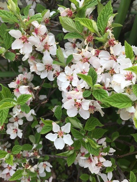 무료 다운로드 Cherry Blossoms Singlet White - 무료 사진 또는 GIMP 온라인 이미지 편집기로 편집할 사진