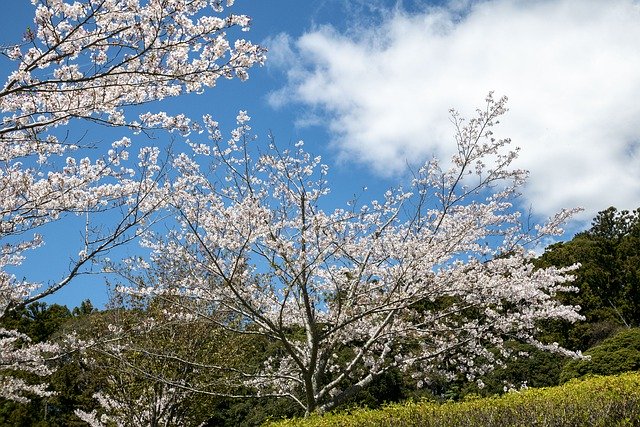 Free download Cherry Blossoms Sky Cloud -  free photo or picture to be edited with GIMP online image editor