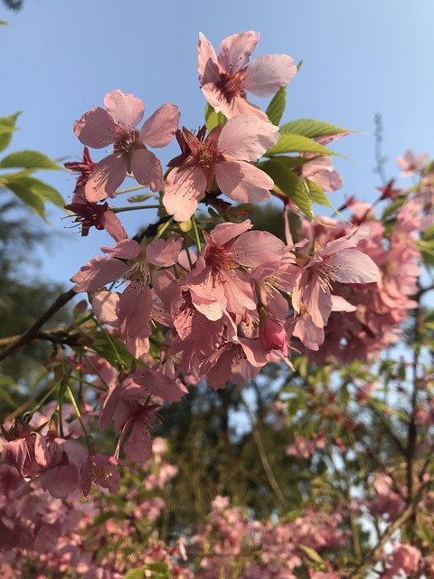 Unduh gratis Cherry Blossoms Spring - foto atau gambar gratis untuk diedit dengan editor gambar online GIMP