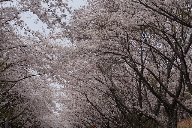 Libreng download Cherry Blossoms Spring Blossom - libreng larawan o larawan na ie-edit gamit ang GIMP online na editor ng imahe