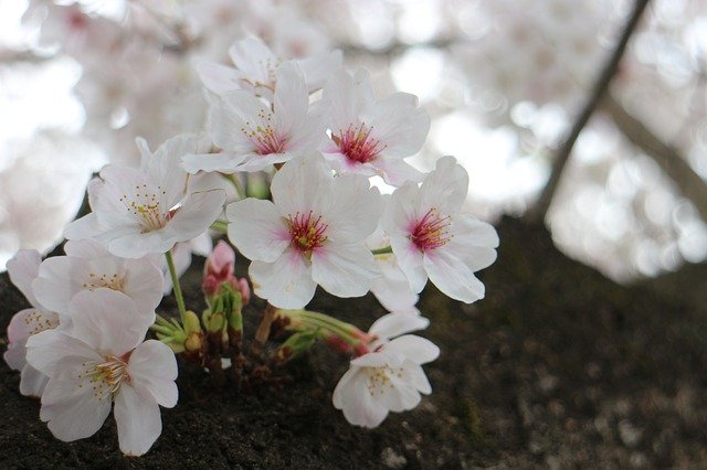 Free download Cherry Blossoms Spring Flowers -  free photo or picture to be edited with GIMP online image editor