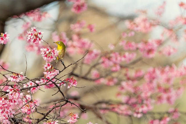 Free download cherry blossoms spring okamezakura free picture to be edited with GIMP free online image editor