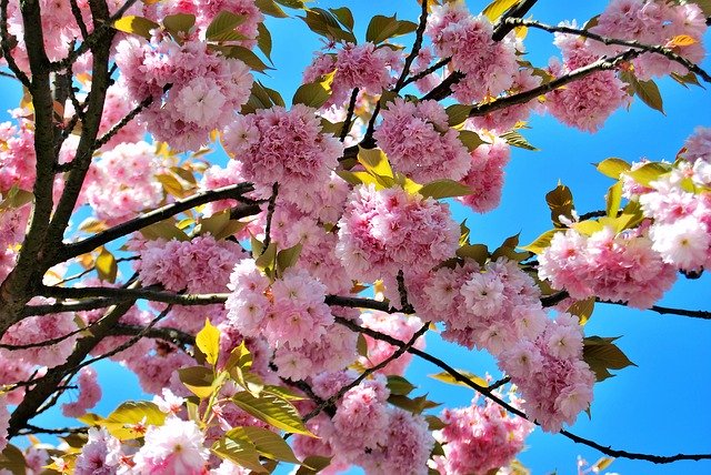 Libreng pag-download ng Cherry Blossoms Spring Pink - libreng larawan o larawan na ie-edit gamit ang GIMP online na editor ng imahe