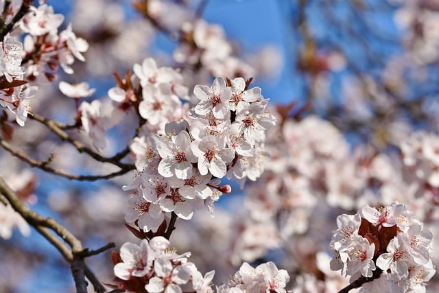 Download gratuito Cherry Blossoms Tree - foto o immagine gratuita da modificare con l'editor di immagini online di GIMP