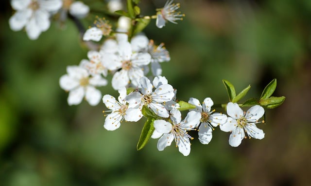 Free download cherry blossoms tree blooms free picture to be edited with GIMP free online image editor