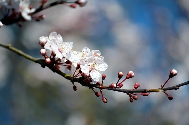Free download cherry blossoms tree branch petals free picture to be edited with GIMP free online image editor