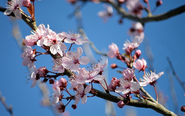Free download cherry blossoms tree petals blooms free picture to be edited with GIMP free online image editor