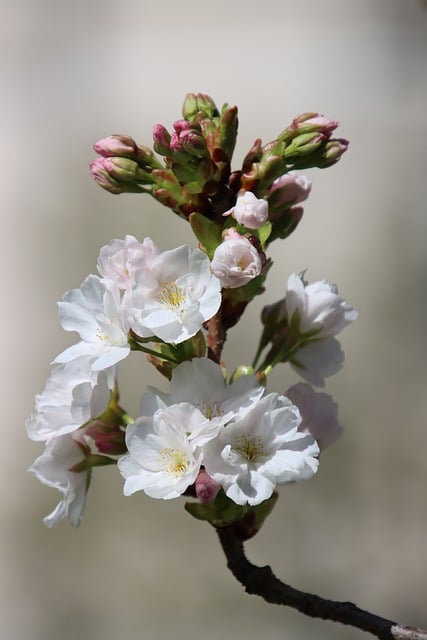 Free download cherry blossoms white flowers free picture to be edited with GIMP free online image editor