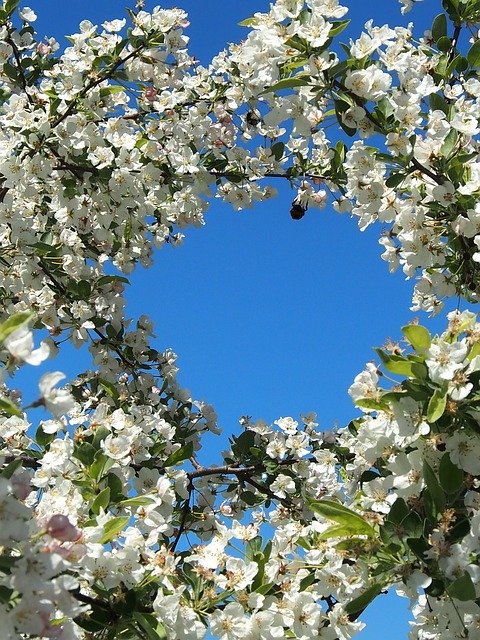 Téléchargement gratuit Cherry Blossoms White Sky - photo ou image gratuite à éditer avec l'éditeur d'images en ligne GIMP