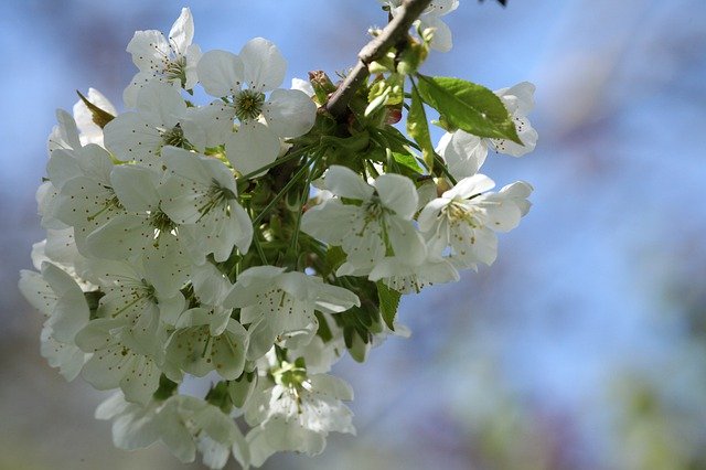 Muat turun percuma Cherry Blossom The Beginning Of - foto atau gambar percuma percuma untuk diedit dengan editor imej dalam talian GIMP