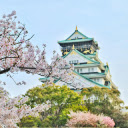 Libreng pag-download ng Cherry Blossom Tree - libreng larawan o larawan na ie-edit gamit ang GIMP online na editor ng imahe