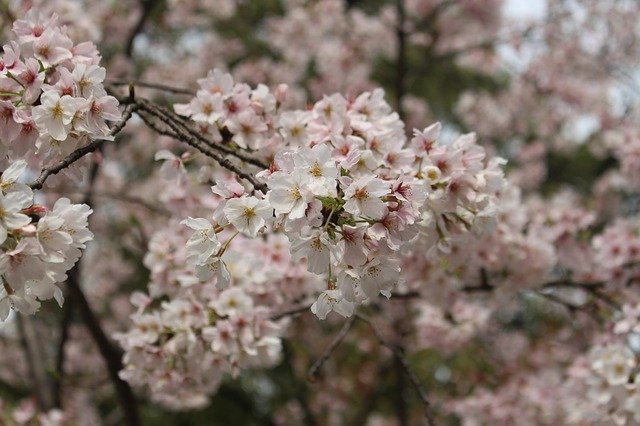 Free download Cherry Blossom Tree Spring -  free photo or picture to be edited with GIMP online image editor