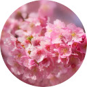 Cherry Blossom Wallpaper New Tab  screen for extension Chrome web store in OffiDocs Chromium