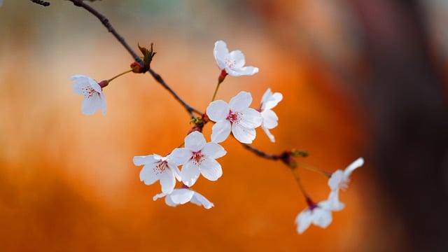 Free download cherry blossom white flowers sakura free picture to be edited with GIMP free online image editor