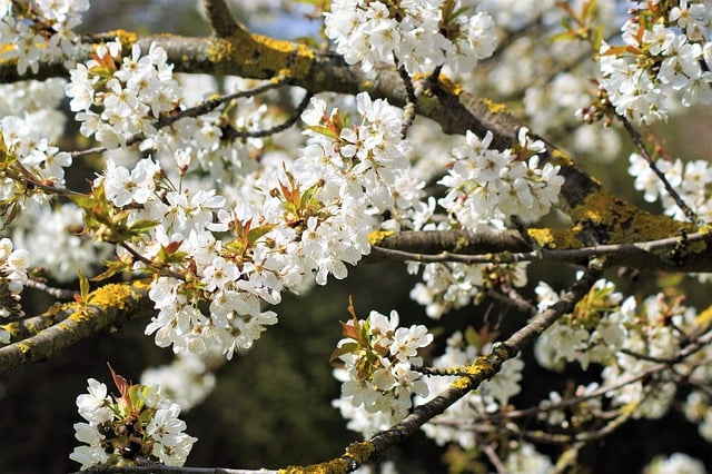 Free download cherry cherry blossoms cherry tree free picture to be edited with GIMP free online image editor