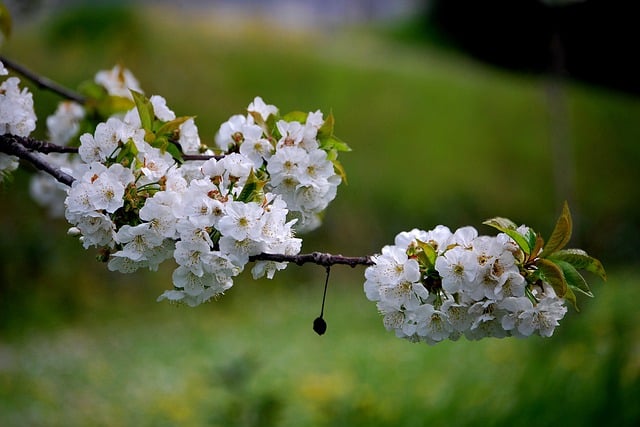 Free download cherry cherry tree tree nature free picture to be edited with GIMP free online image editor