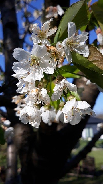 Bezpłatne pobieranie Cherry Flower Nature - darmowe zdjęcie lub obraz do edycji za pomocą internetowego edytora obrazów GIMP