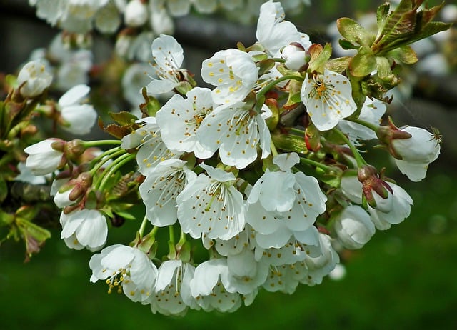Free download cherry flowers spring botany bloom free picture to be edited with GIMP free online image editor