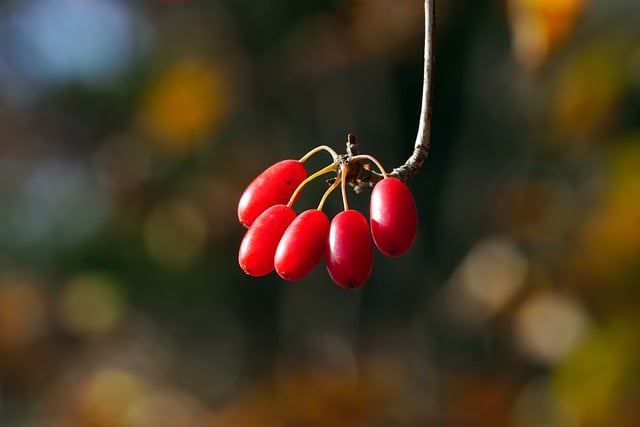 Free download cherry fruit branch plants free picture to be edited with GIMP free online image editor