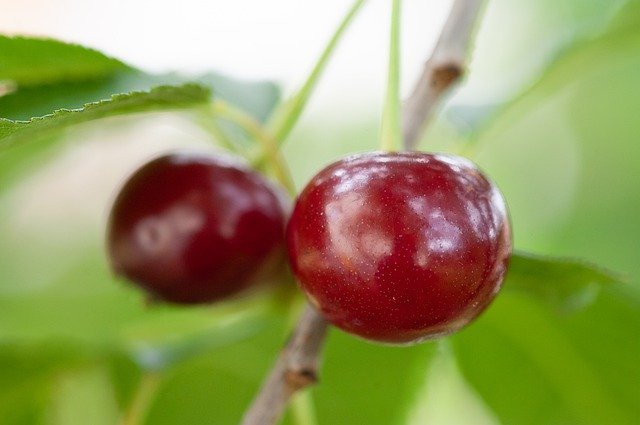 Free download Cherry Fruit Closeup -  free photo or picture to be edited with GIMP online image editor