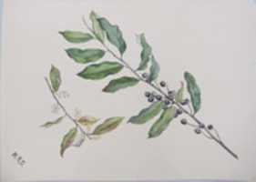 Free download Cherry Laurel (Mock Orange) Bough free photo or picture to be edited with GIMP online image editor