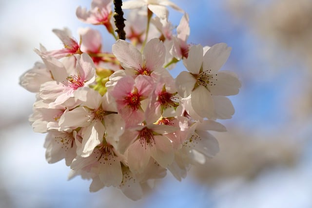 Free download cherry plum cherry blossoms free picture to be edited with GIMP free online image editor