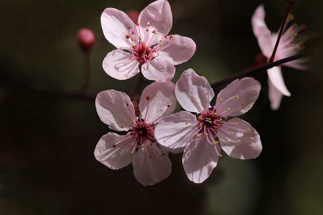 Free download cherry plum ornamental plum free picture to be edited with GIMP free online image editor