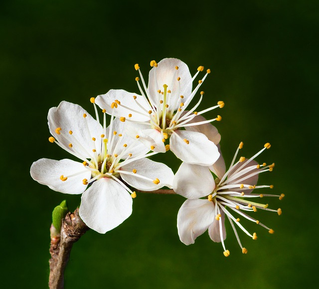 Free download cherry plums cherry blossom free picture to be edited with GIMP free online image editor