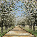 Cherry Road  screen for extension Chrome web store in OffiDocs Chromium