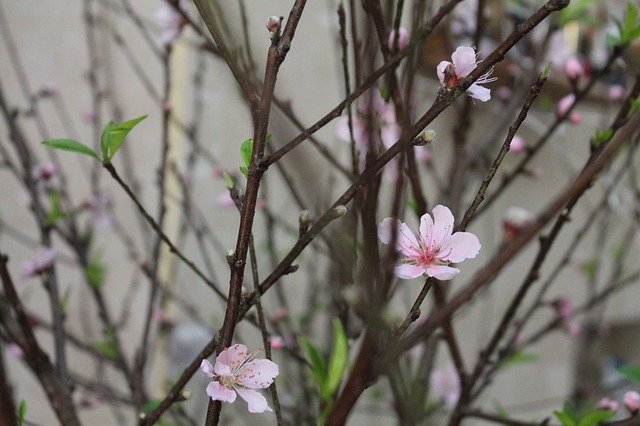 Gratis download Cherry Spring Pink gratis fotosjabloon om te bewerken met GIMP online afbeeldingseditor