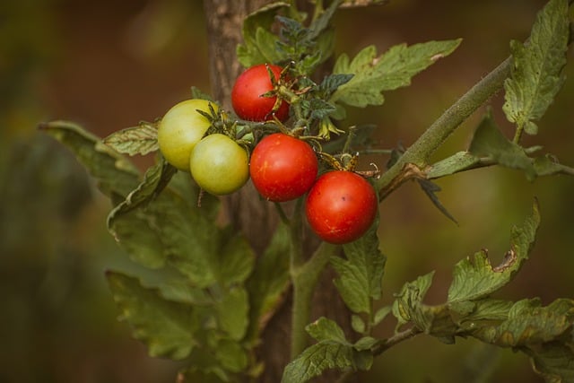 Free download cherry tomatoes fruits plant free picture to be edited with GIMP free online image editor