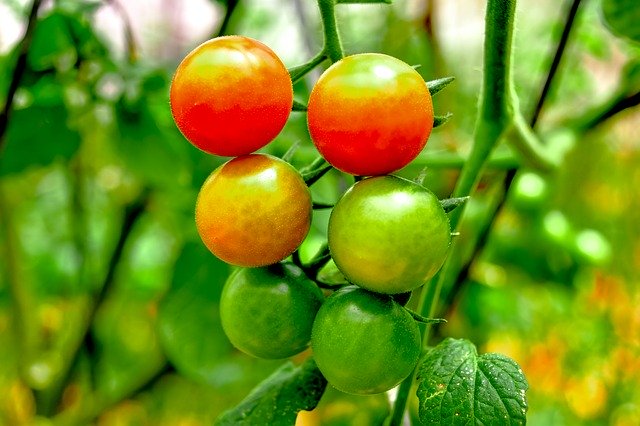 Muat turun percuma Cherry Tomatoes Tomato - foto atau gambar percuma untuk diedit dengan editor imej dalam talian GIMP