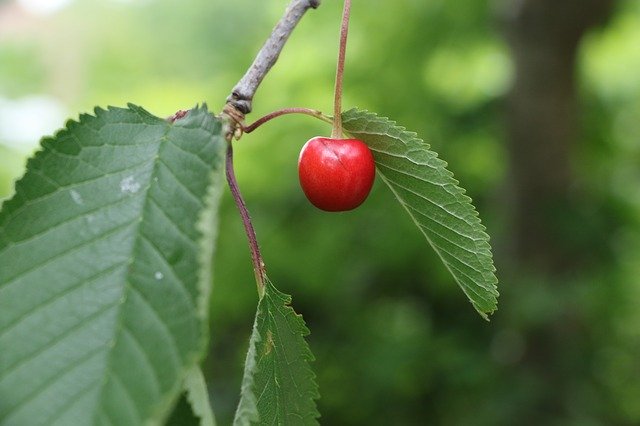 Muat turun percuma Pokok Cherry - foto atau gambar percuma untuk diedit dengan editor imej dalam talian GIMP