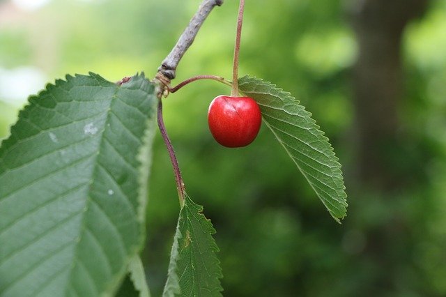 Free download Cherry Tree -  free photo or picture to be edited with GIMP online image editor