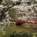 Cherry Tree Blossoms  screen for extension Chrome web store in OffiDocs Chromium