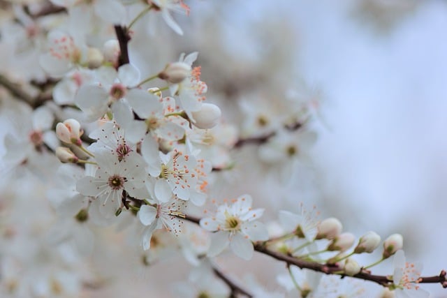 Free download cherry tree blossoms blackthorn free picture to be edited with GIMP free online image editor